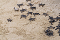 Více než 500 mláďat mořských želv vyplavila na pláže Jihoafrické republiky silná bouře